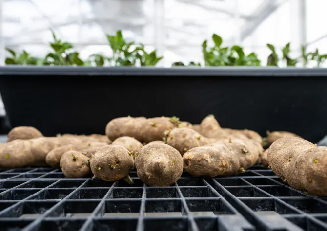 Potatoes next to plant in greenhouse