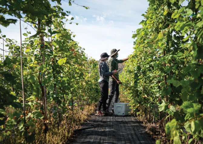 people in vineyard