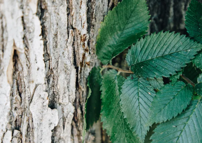 Close up of American elm tree leaves and bark