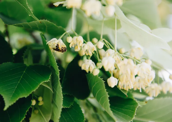 Linden tree in bloom