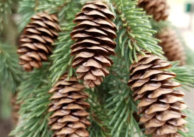1-2 inch long spruce cones on a Black Hills spruce.