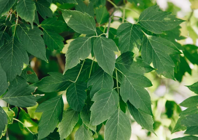 Healthy green leaves on a boxelder maple showing the leaf shape.