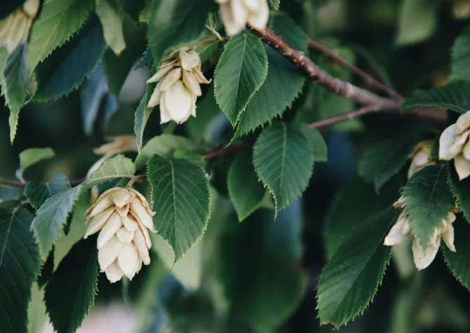 Hops shaped seed pod hanging in an ironwood tree amongst its leaves