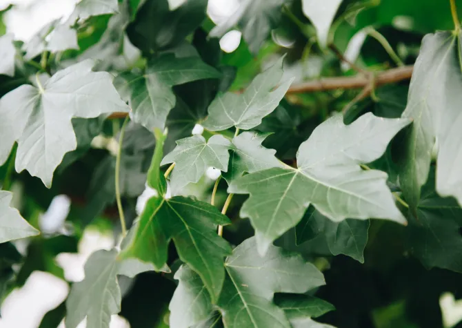 Five-lobed, green leaves on a Miyabe maple