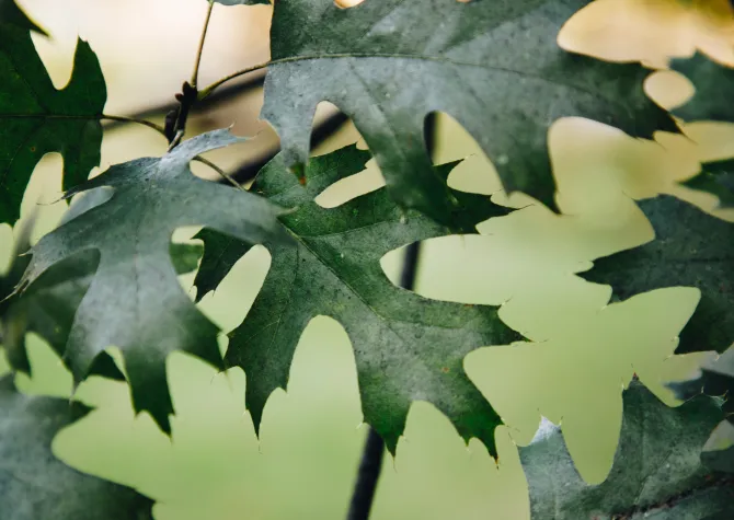 Sharp-looking points at the tips of the leaves with deep sinuses.