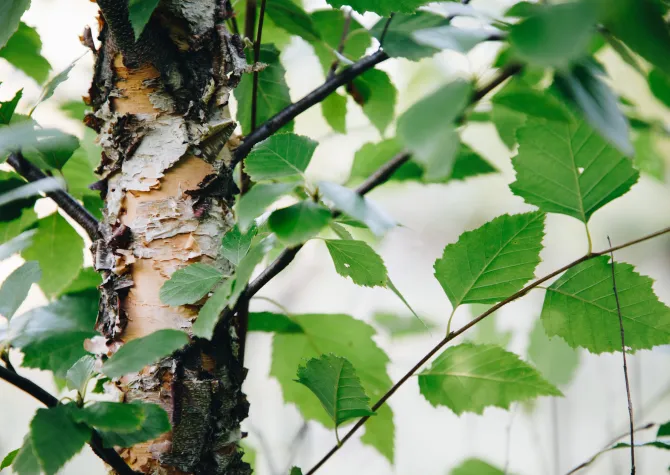 Young river birch bark, showing flaky orange and white layers