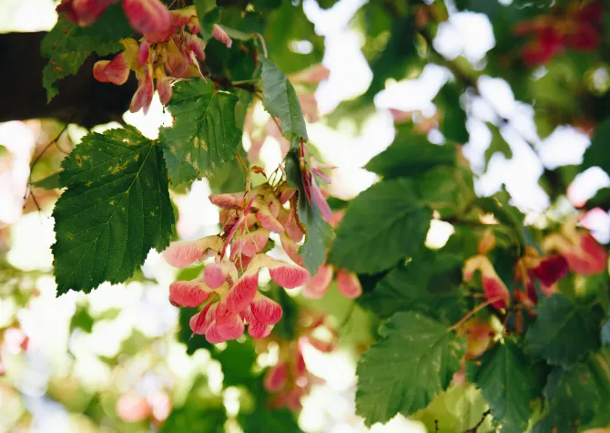 A cluster of vibrant red maple seeds hang from a branch, with green leaves and a bright white background.