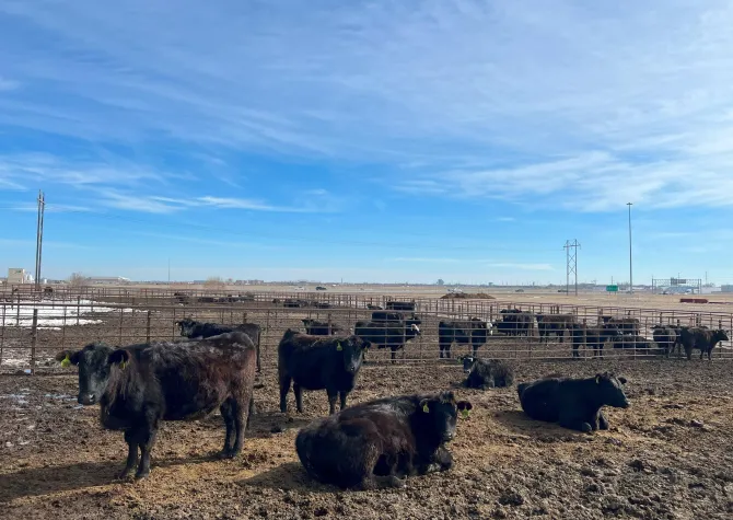 Beef cattle herd outside NDSU campus
