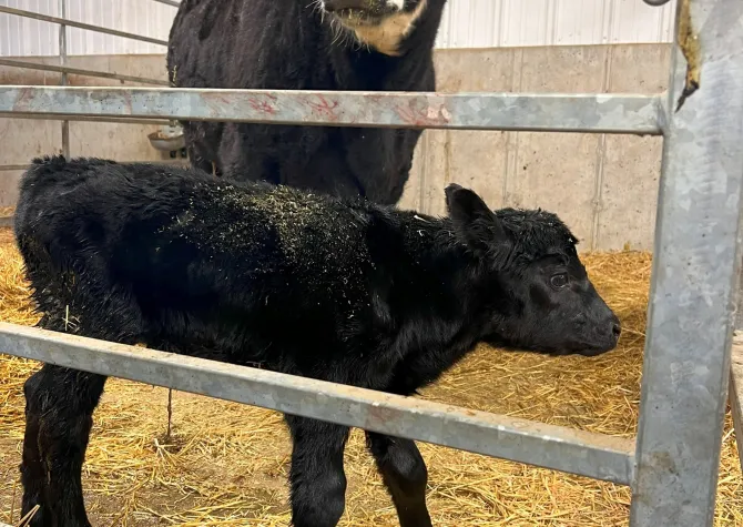 Mother and baby beef cattle in pen