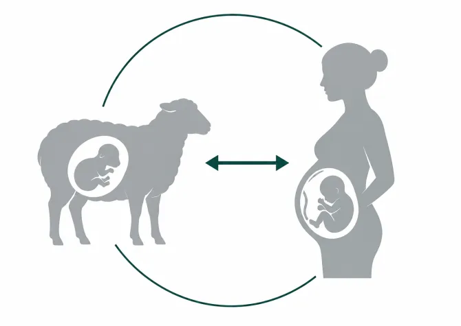 AI illustration showing the relationship between sheep and human pregnancy