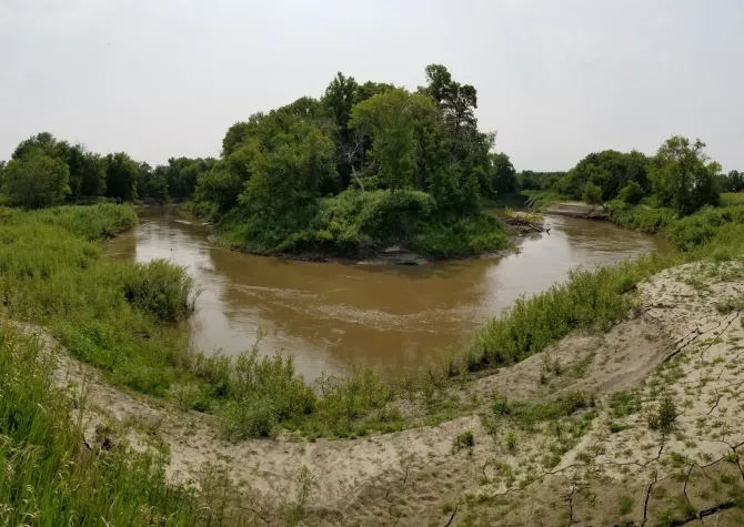 A riparian forest near a river