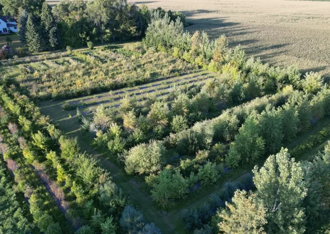 A farmstead with many shrub and tree rows.