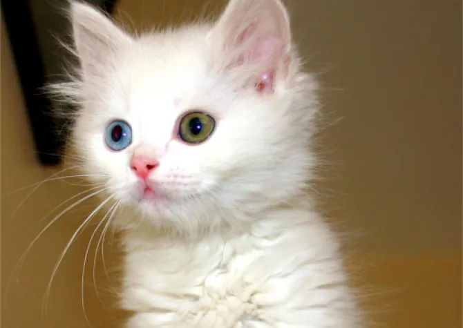 A white kitten with one green eye and one blue eye