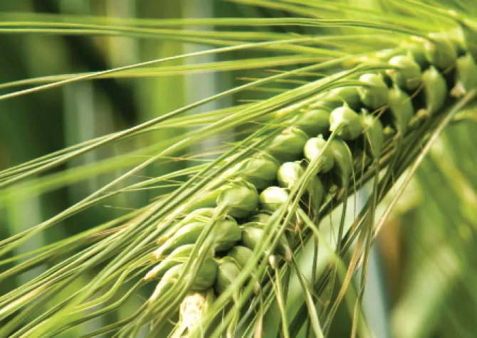 facebook cover photo of a close up photo of wheat and the NDSU logo