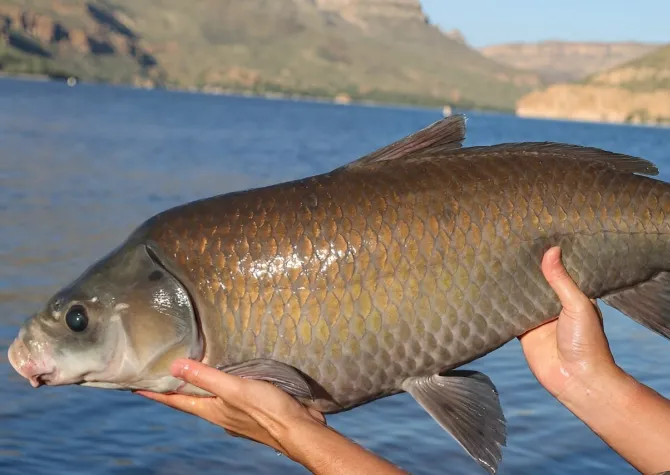 Large brown fish with water and mountains in background.