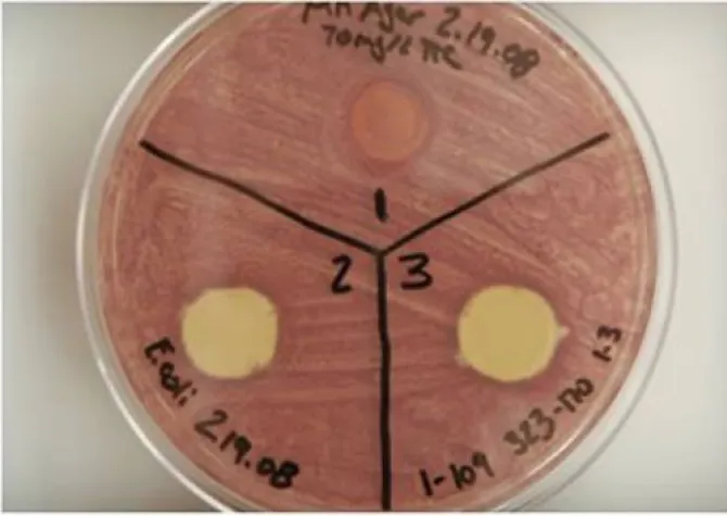 Agar Contact Diffusion Assay petri dish separated into 3 sections