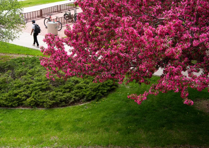 Student walking on campus