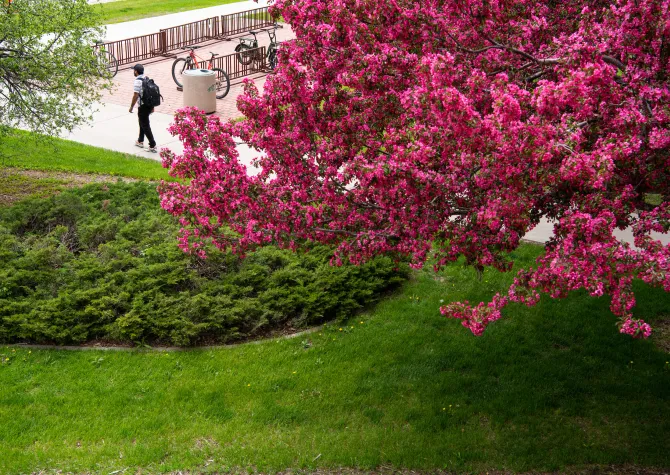 Student walking on campus