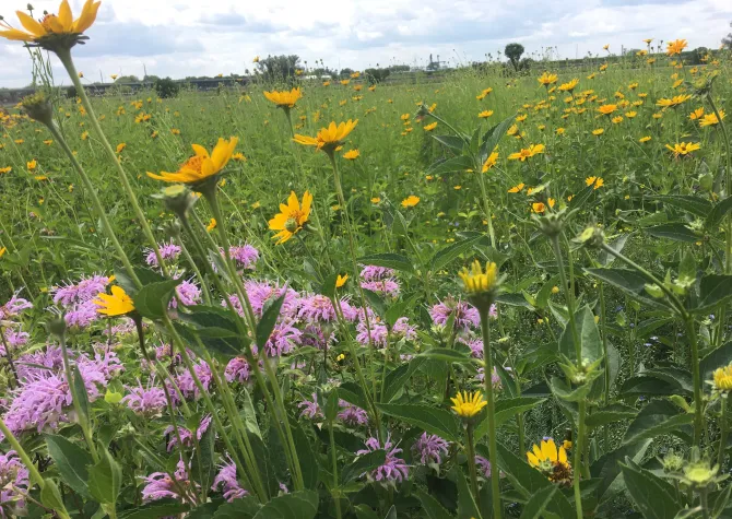 Field of yellow, purple and orange wildflowers.