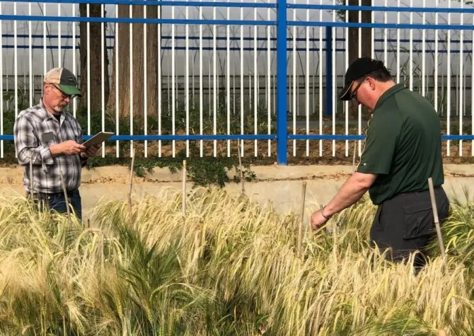 NDSU researchers stand in a test plot of of waist-high barley