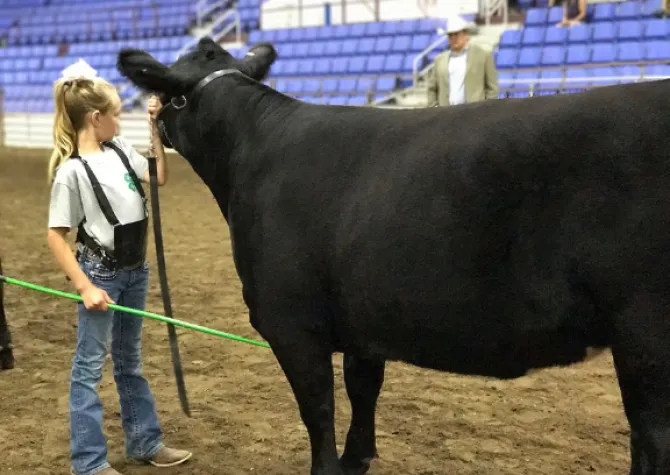 A young girl shows a black angus steer