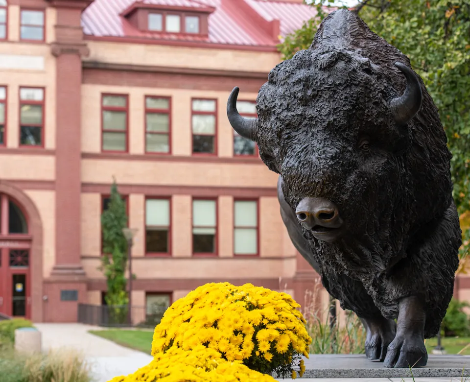 Bison statue on NDSU campus