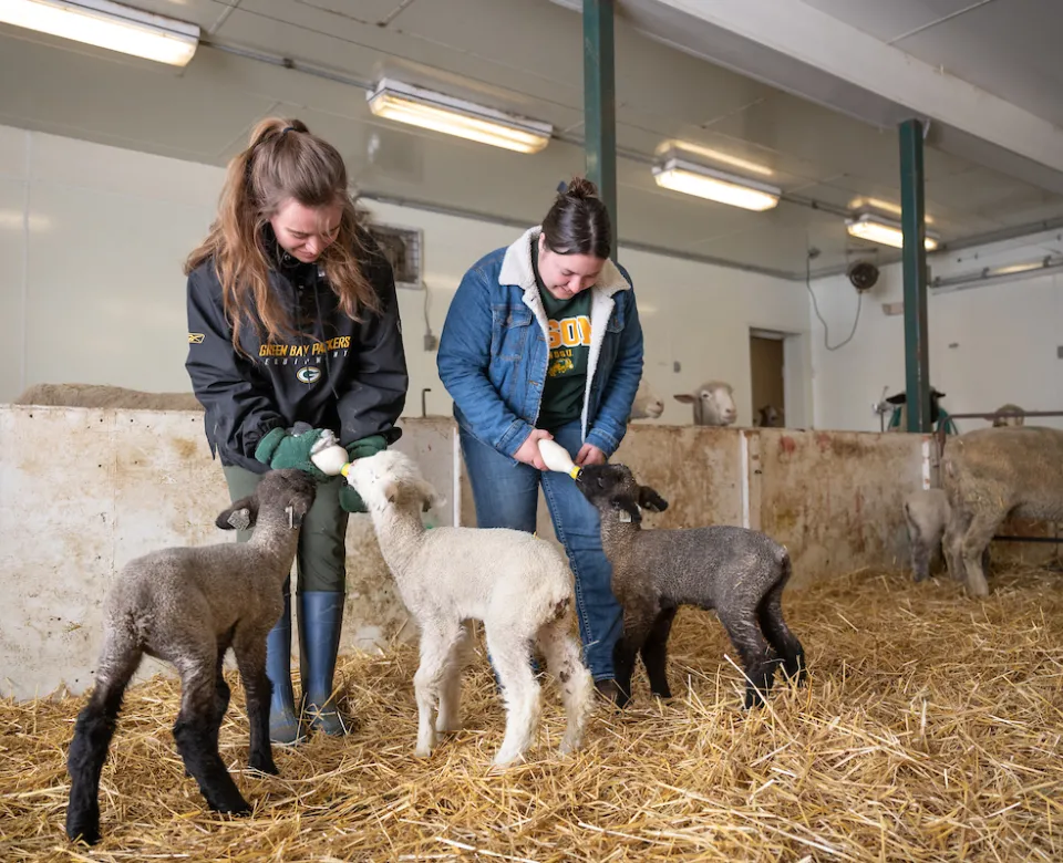 Students bottle feed baby lambs