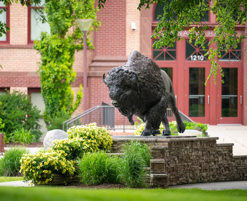 Bronze statue of a Bison on the NDSU campus
