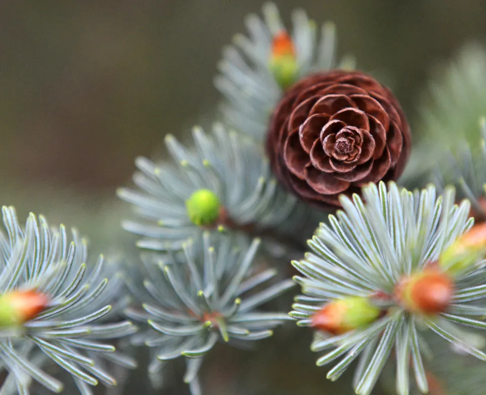 Spruce cone on top of spruce needles on branch