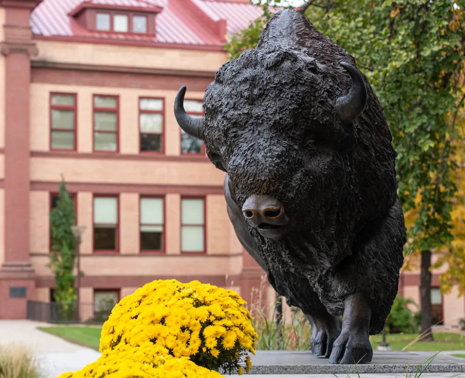 NDSU bison statue offset by gold flowers.
