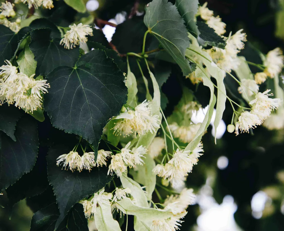 A littleleaf linden tree with heart shaped leaves and white flowers