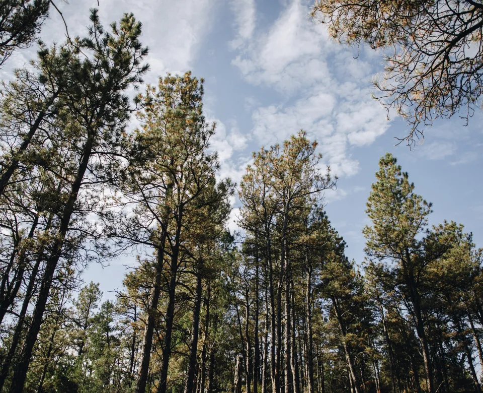 Pine trees rise up into the sky