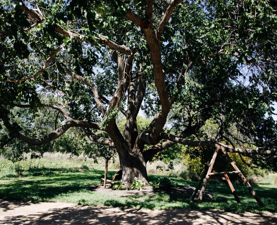 A large tree with branches sprawling out across the frame