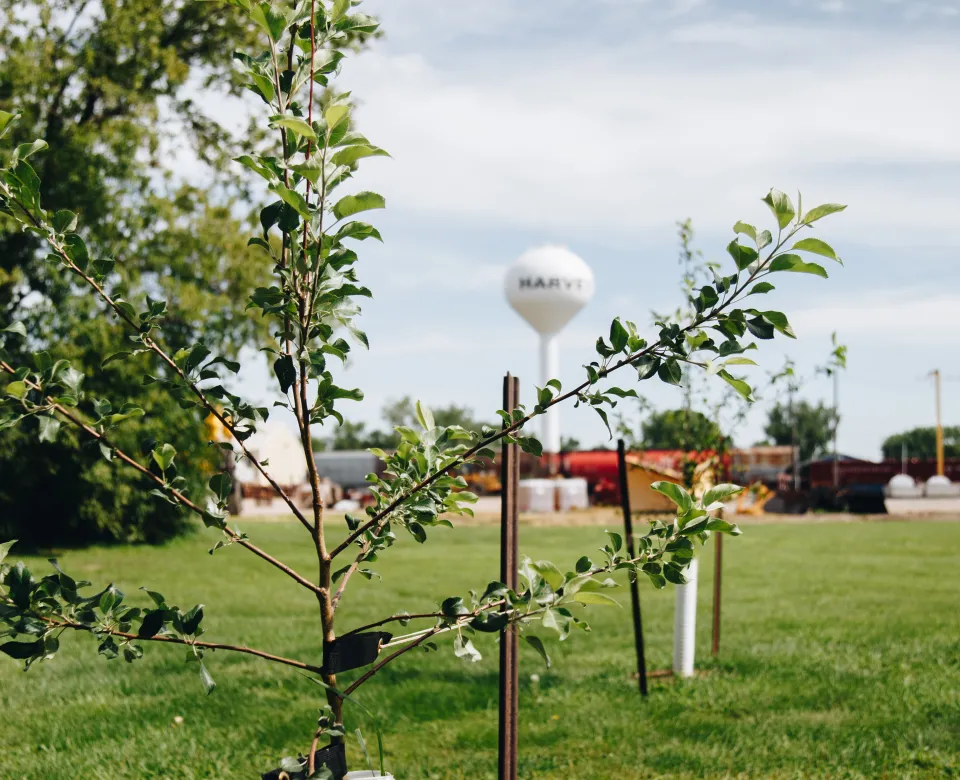 A young tree planted in a park with a white water towner in the background