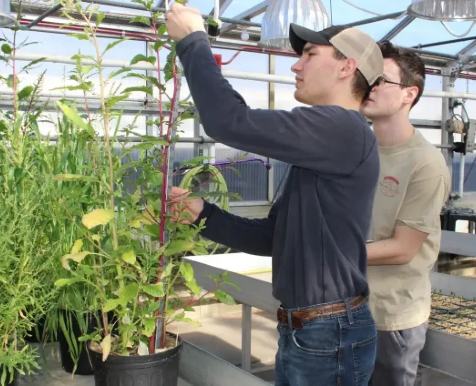 Plant sciences students working in greenhouse