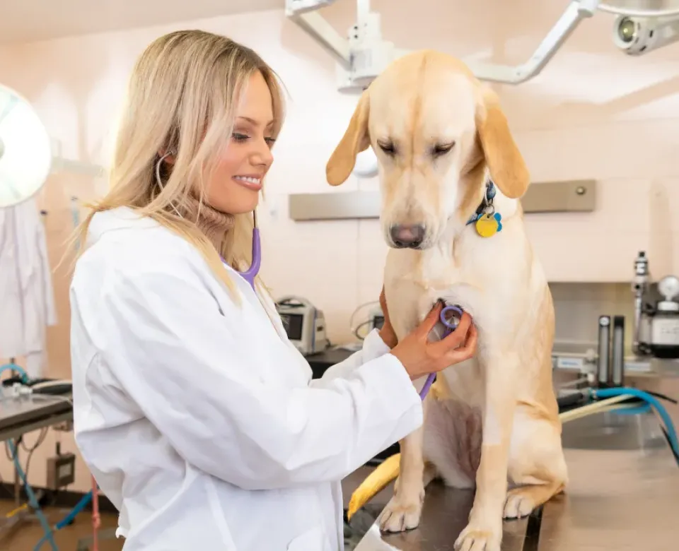 Pre Veterinary Tech with Dog