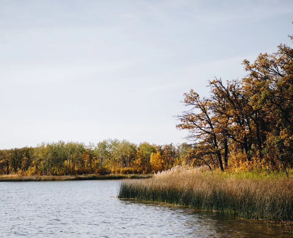 A lake surrounded by trees