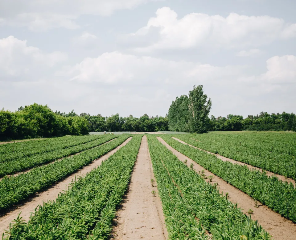 Rows of evergreen tree seedlings