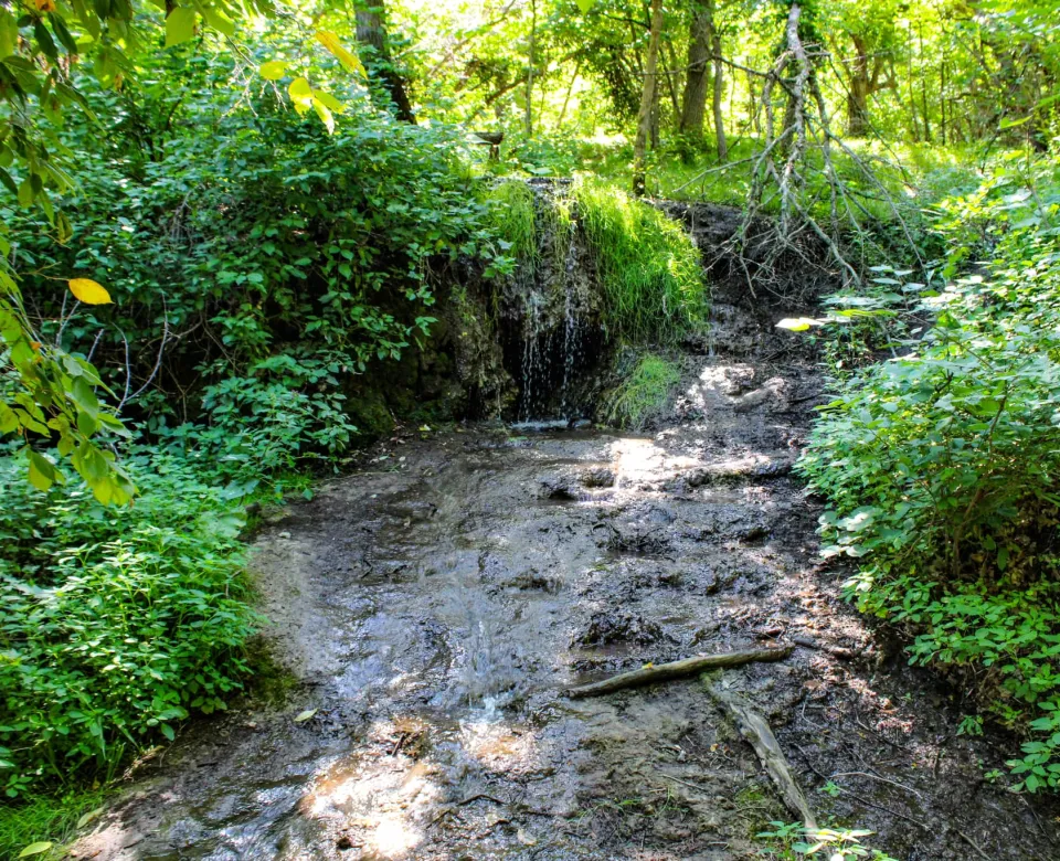 A waterfall in a forest