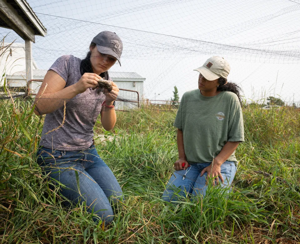 students researching sparrows in the field