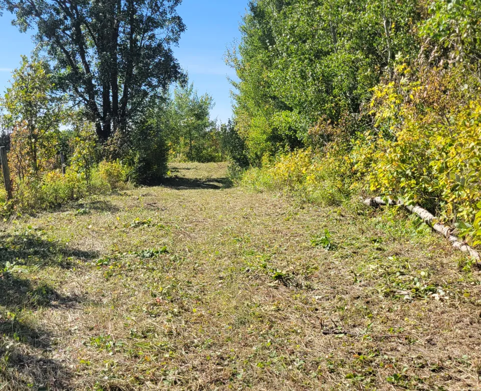 A trail in the woods