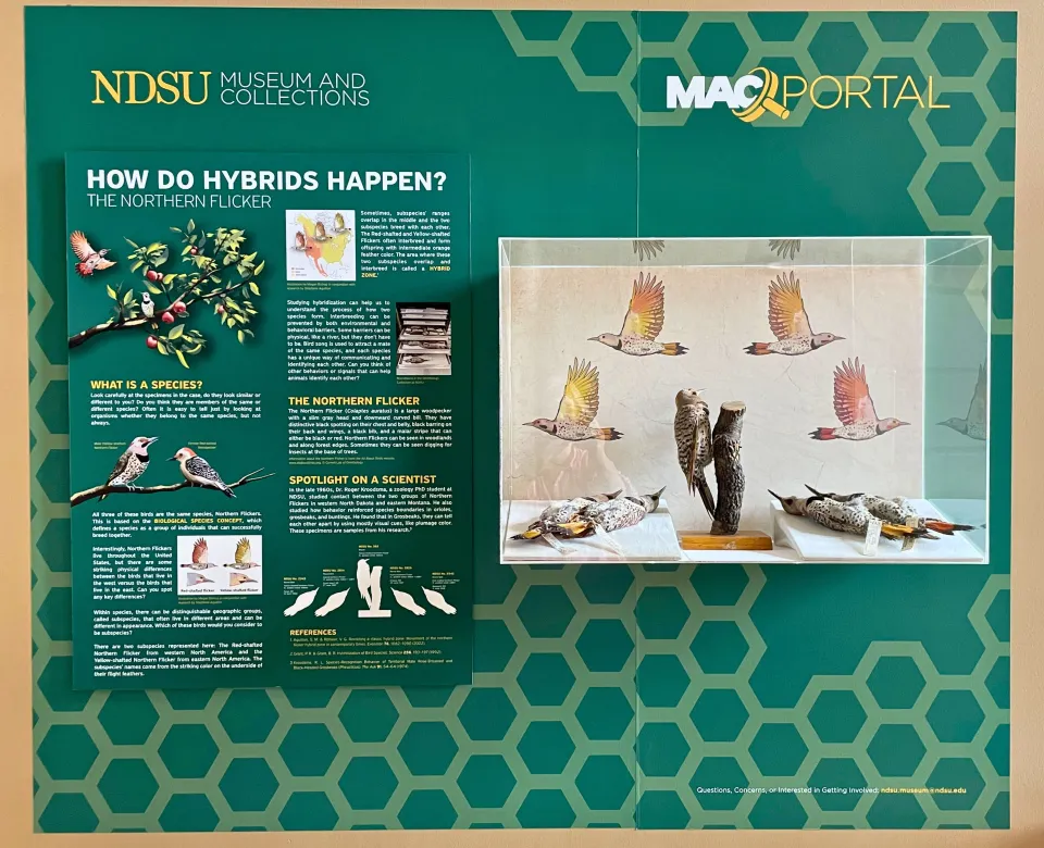 How Do Hybrids Happen Portal with informational text and display case of birds