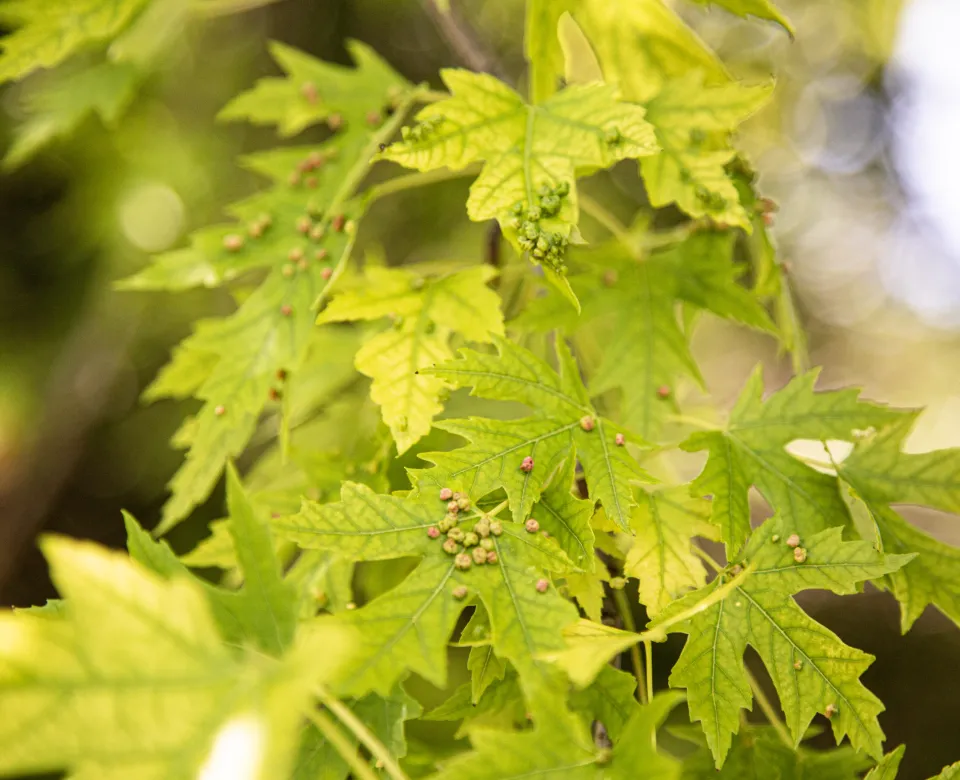 Maple leaves showing a sickly yellow color and bumps