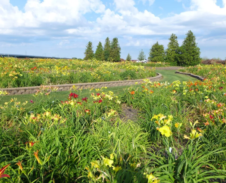 NDSU daylily gardens