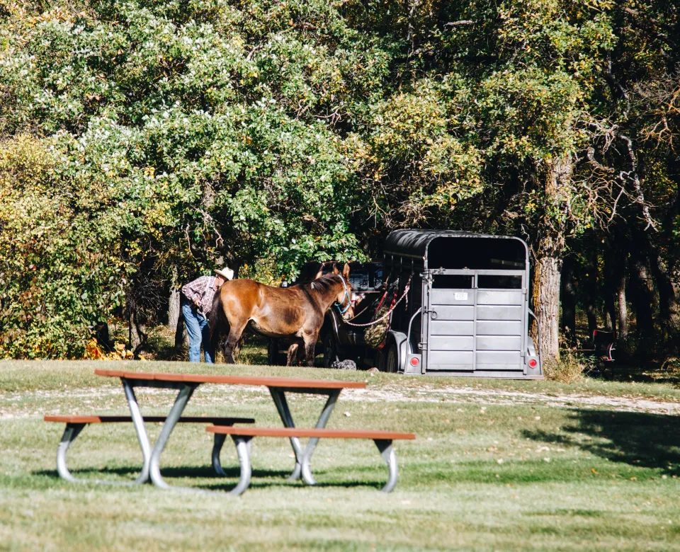 A man in a cowboy hat feed his mule next to a trailer in a wooded camping spot