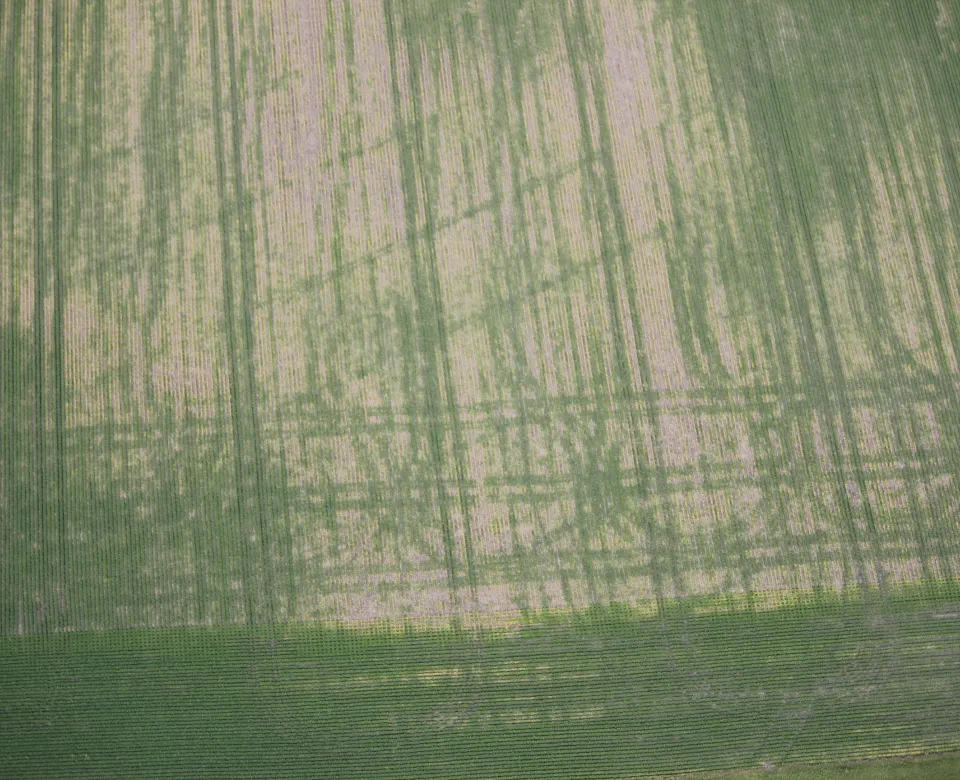 Areal photo of crop field with large equipment wheel compaction