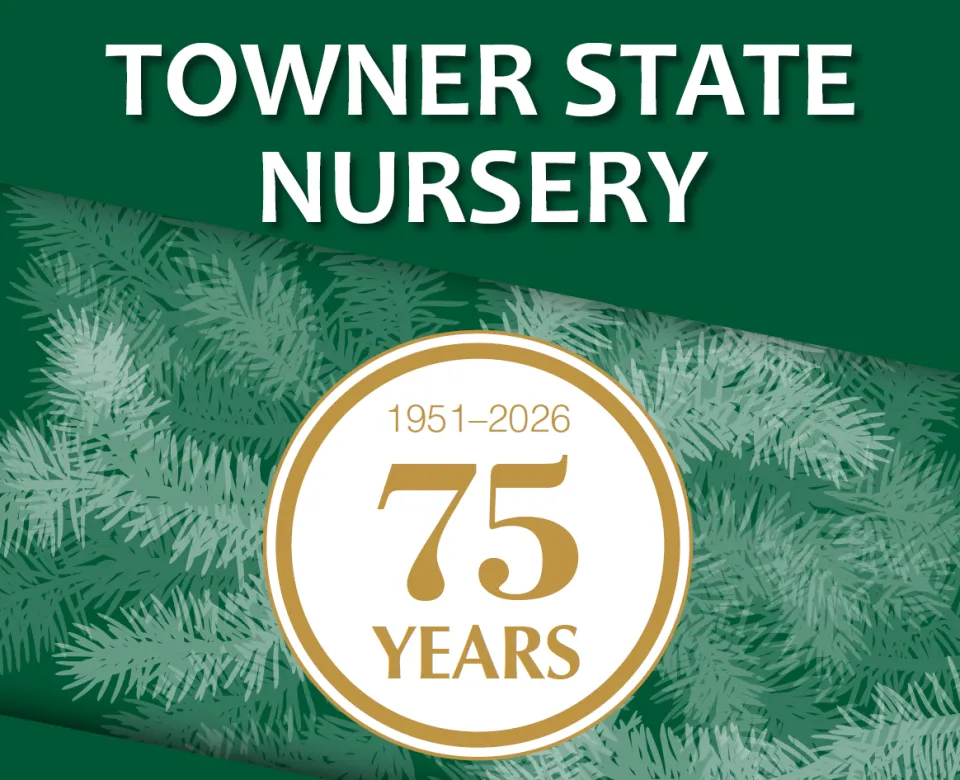 Evergreen needles behind a circle logo that read's "1951-2026 75 Years"