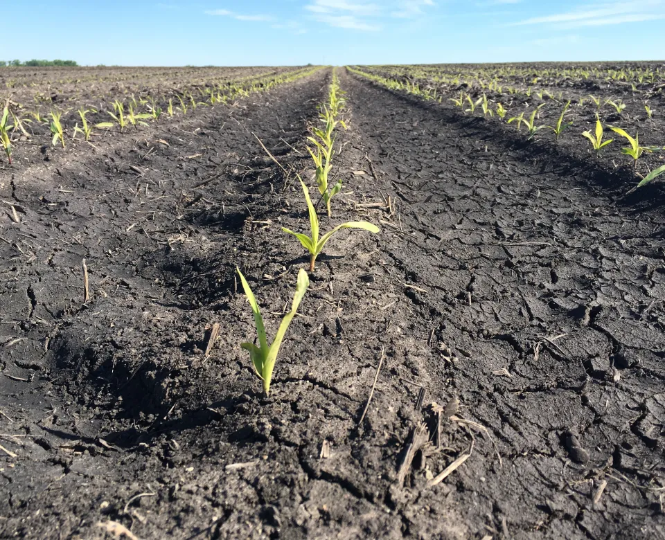 closeup of a crop growing in a soil compacted field