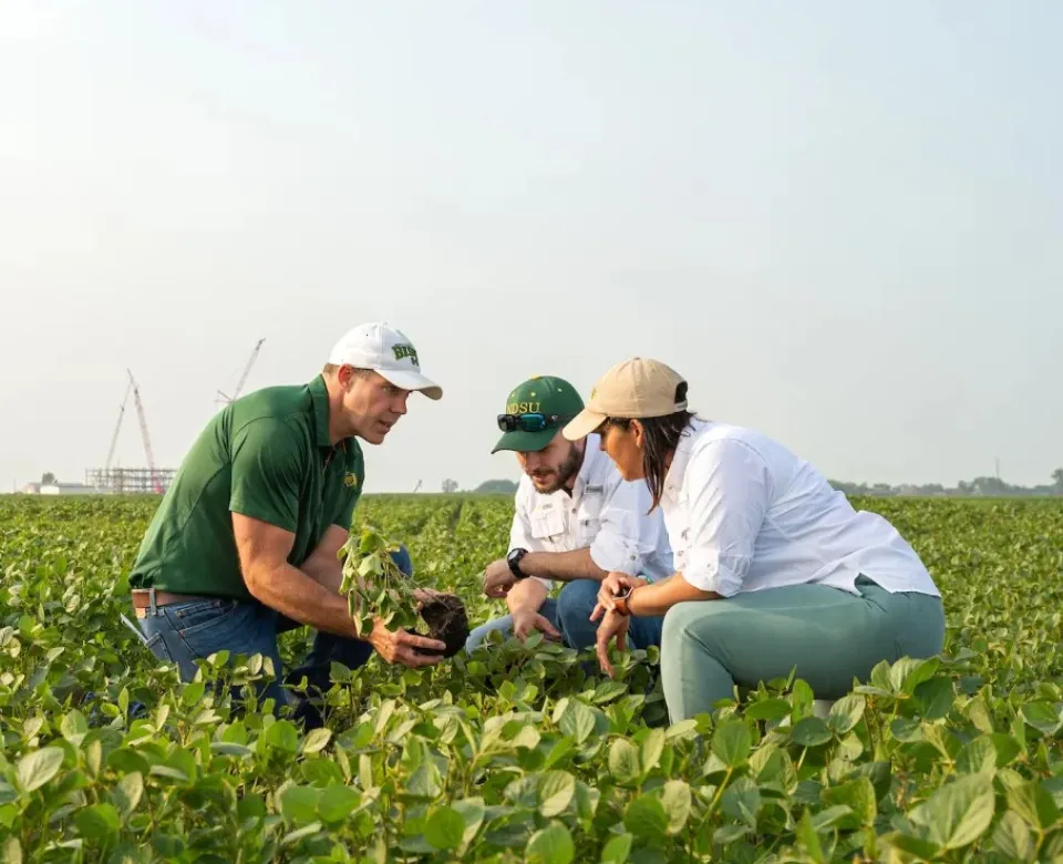 Faculty researchers in soybean field