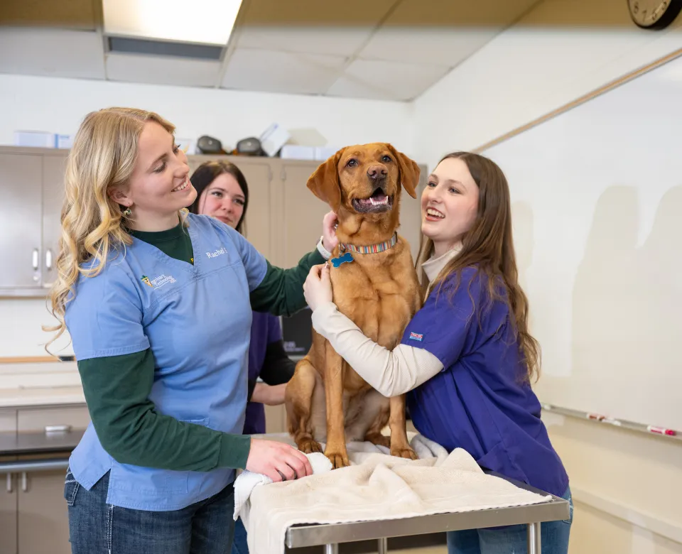 Students handling dog patient
